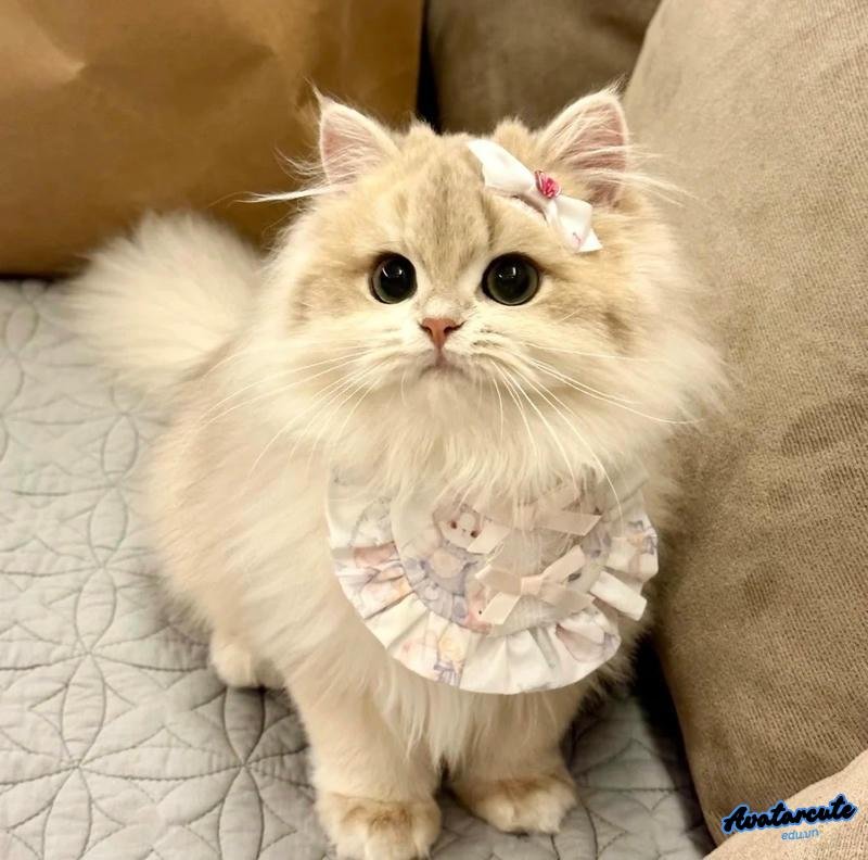 Album avatar mèo đẹp nhất