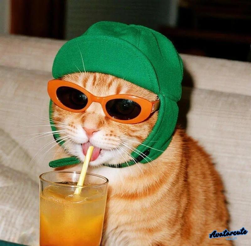 Album avatar mèo mới