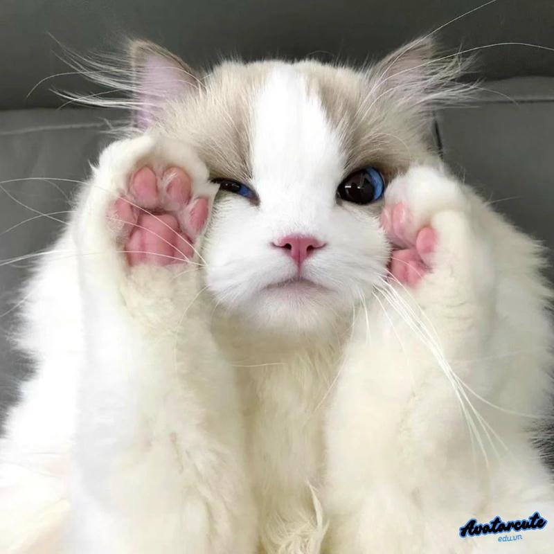 Bộ ảnh avatar mèo miễn phí