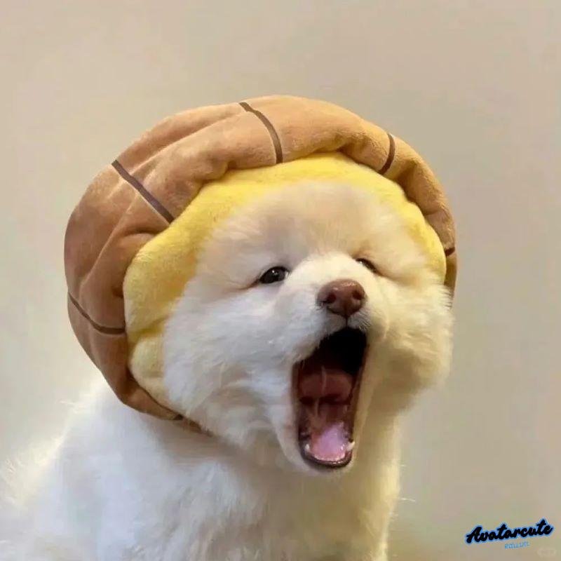 Bộ avatar memes cuốn hút