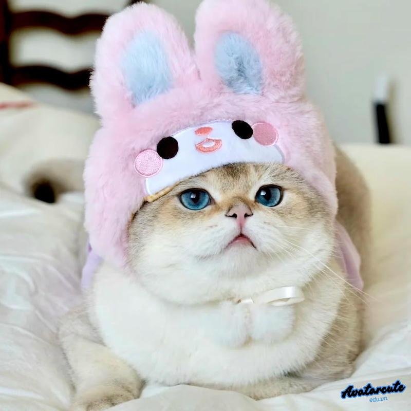 Bộ avatar mèo cuốn hút