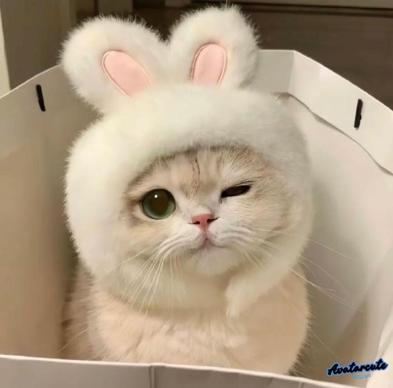 Bộ avatar mèo thu hút