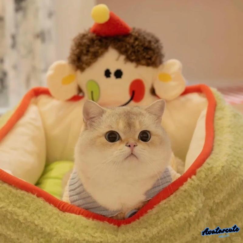 Bộ sưu tập avatar mèo đẹp