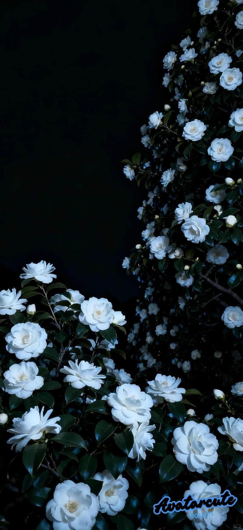 Bộ sưu tập hình nền 3D đẹp nhất thế giới đẹp