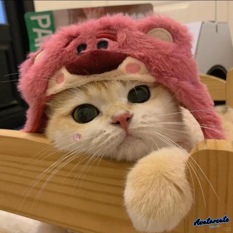 Khám phá avatar mèo mới nhất