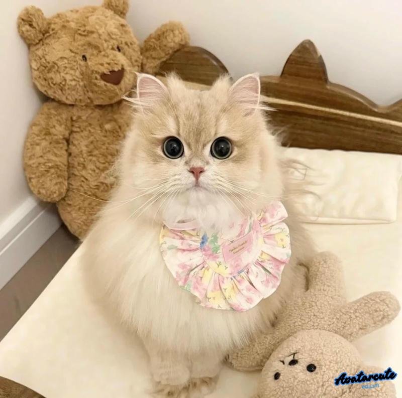 Kho avatar mèo chất lượng