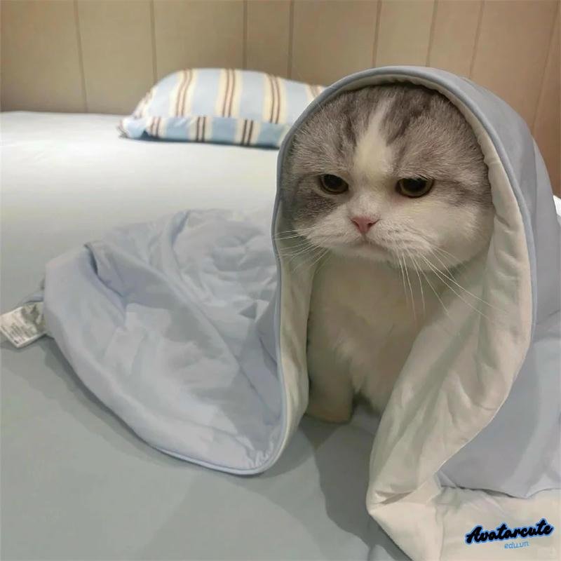 Loạt avatar mèo chất lượng