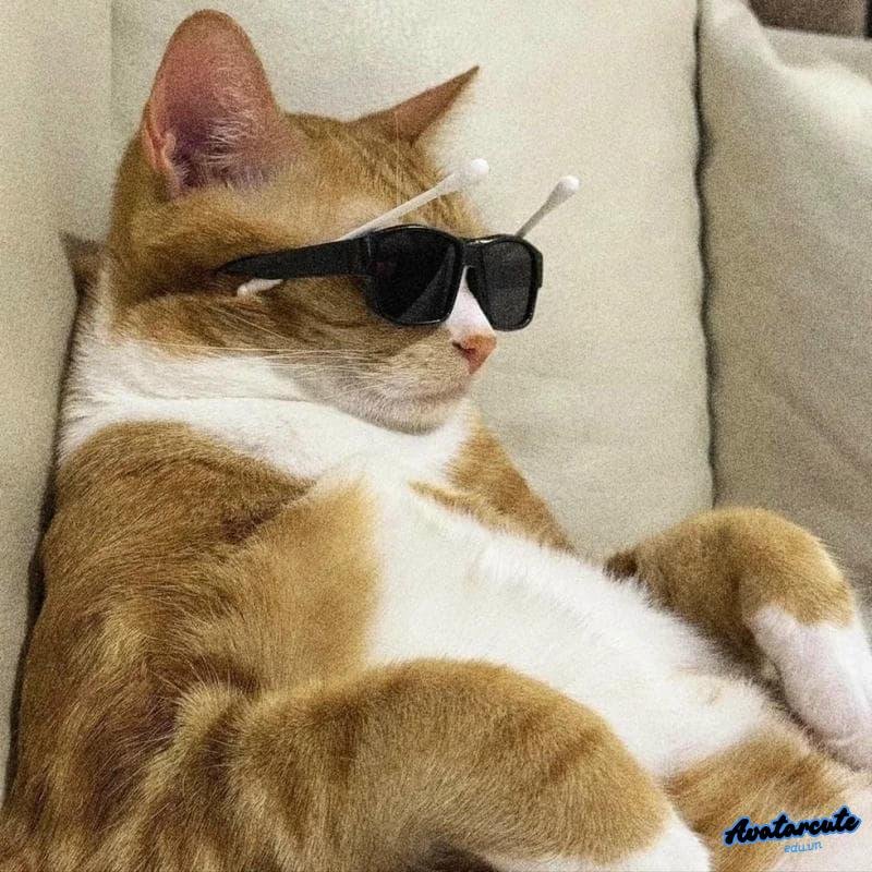 Loạt hình avatar mèo độc quyền