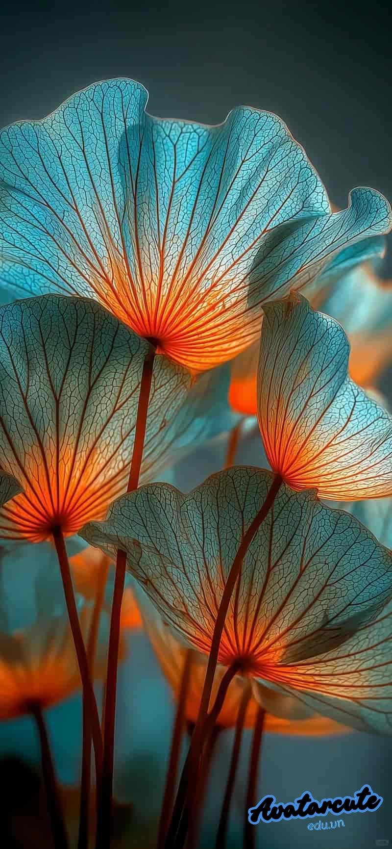 Loạt hình nền 8k chất lượng