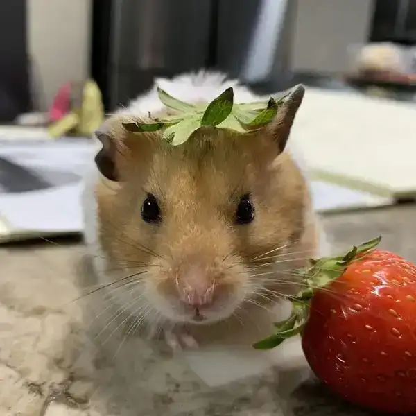 Meme Hamster Dễ Thương