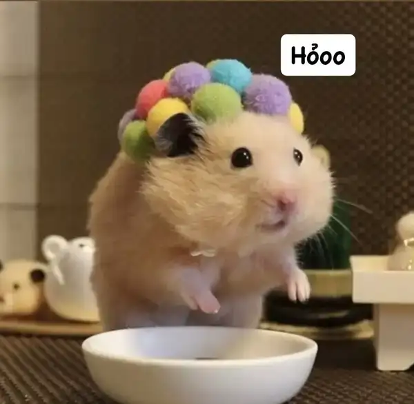 Meme Hamster Hài Hước