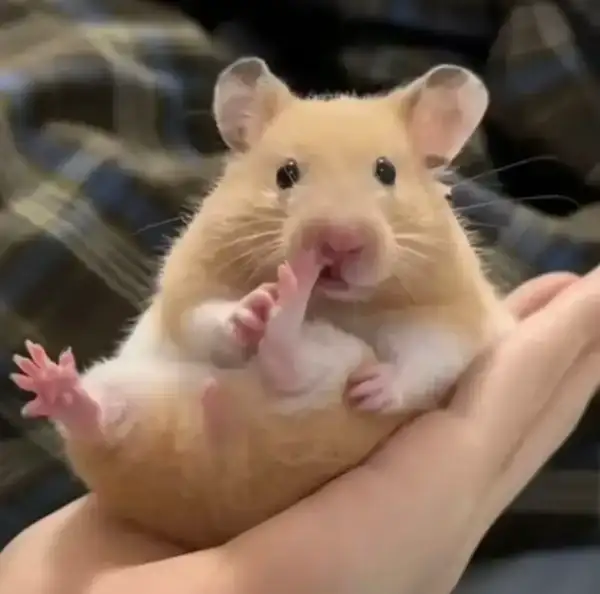 Meme Hamster Nhí Nhố