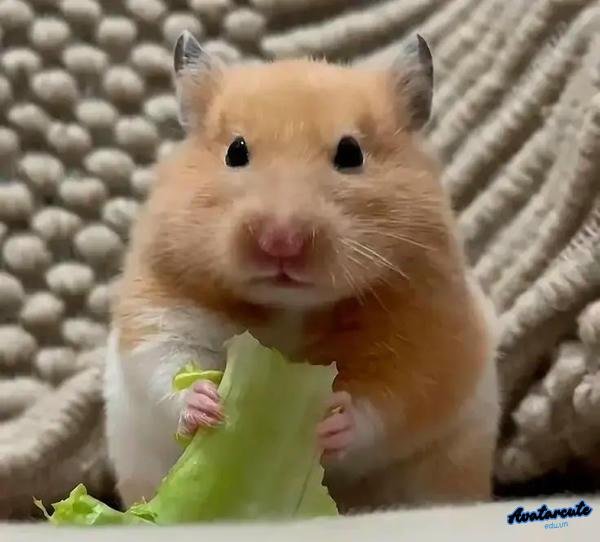 Meme Hamster ăn rau