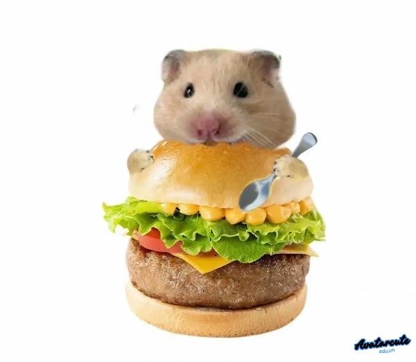 Meme Hamster bánh hamberger