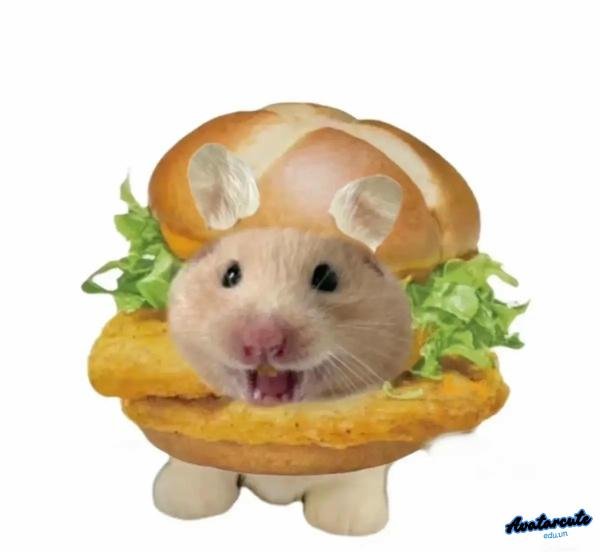 Meme Hamster bánh mỳ
