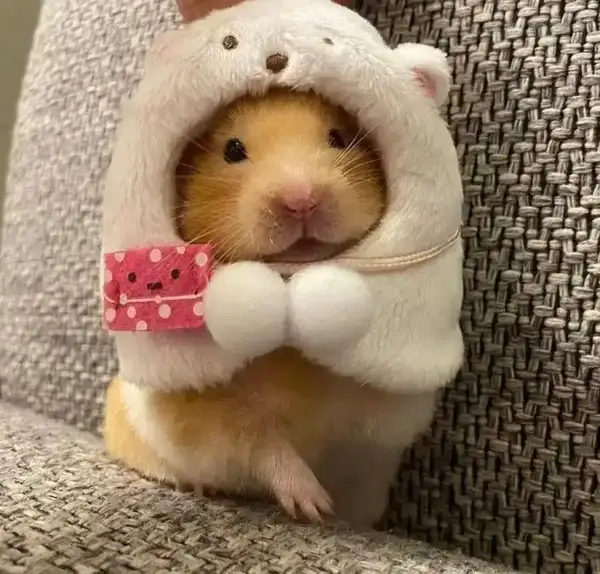 Meme Hamster đáng iu