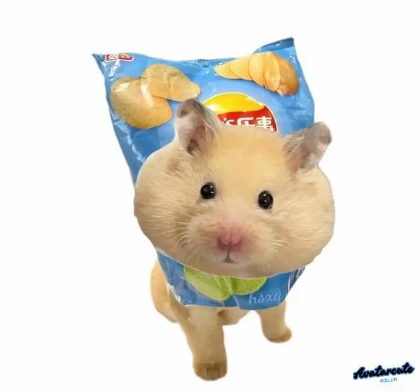 Meme Hamster đội bimbim