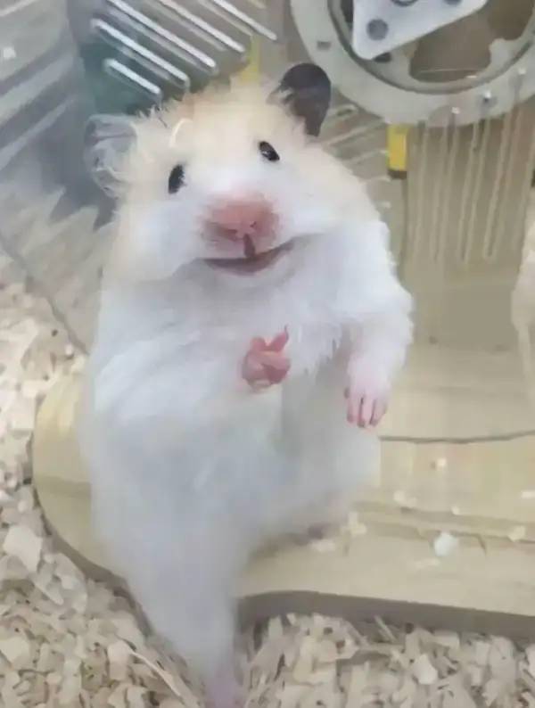 Meme Hamster giơ ngón tay