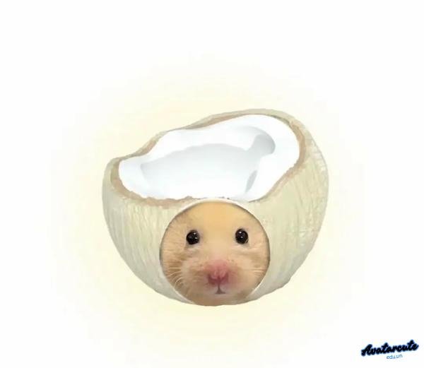Meme Hamster hình quả dừa
