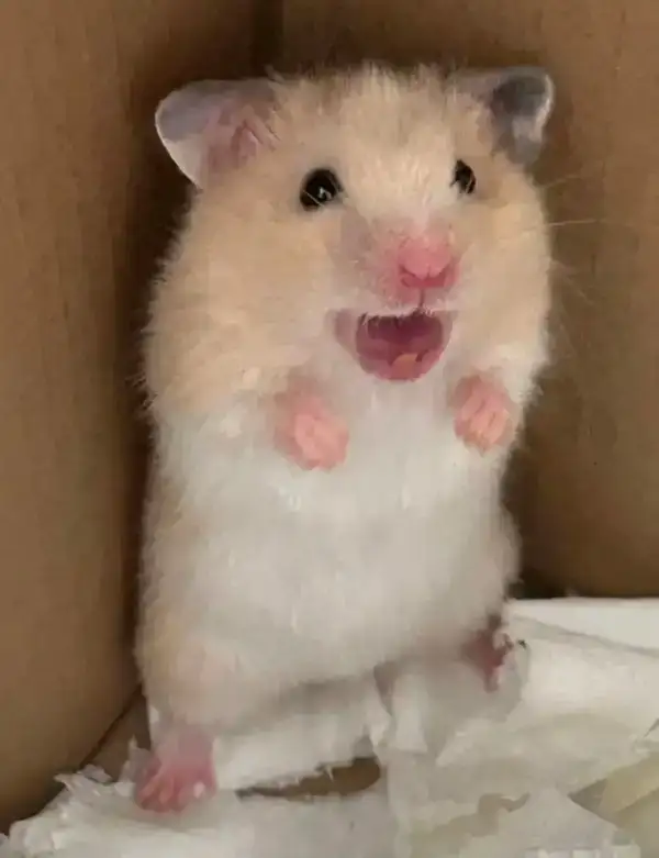 Meme Hamster hoảng sợ