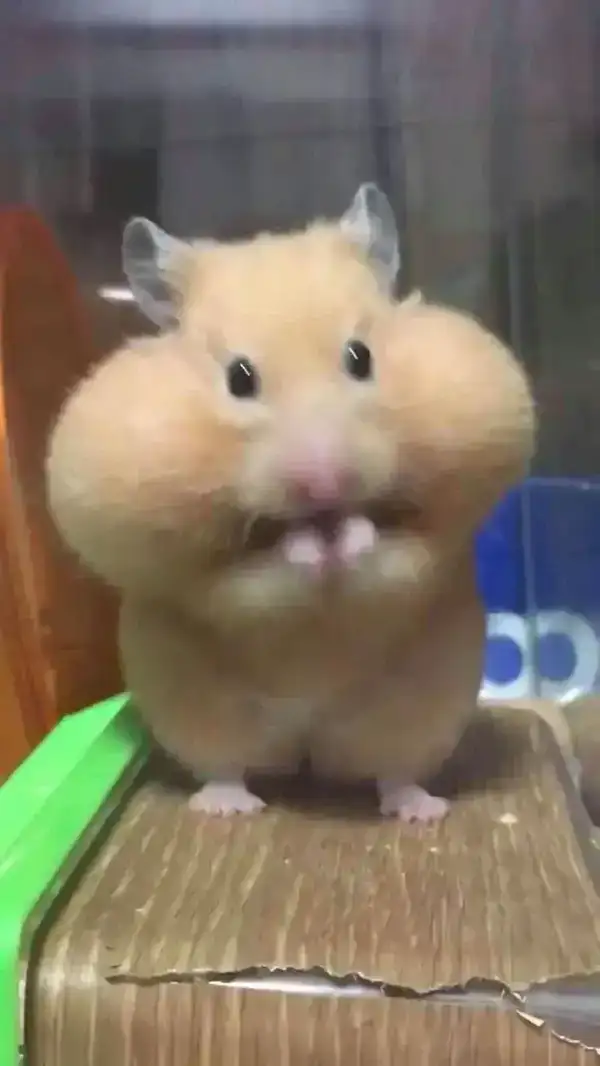 Meme Hamster phồng má