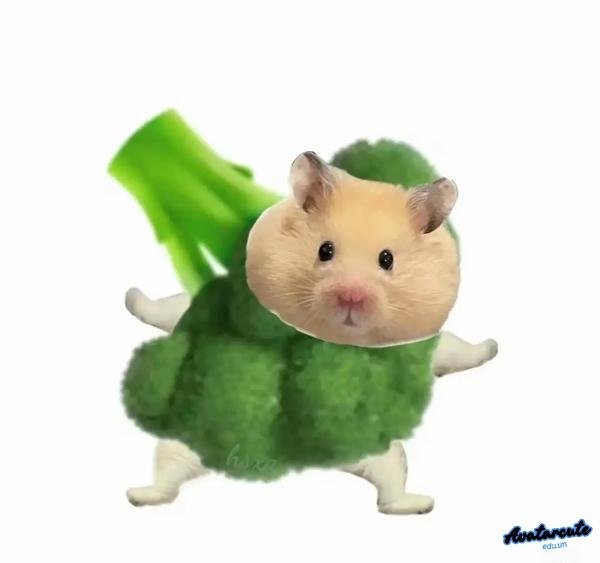 Meme Hamster súp lơ