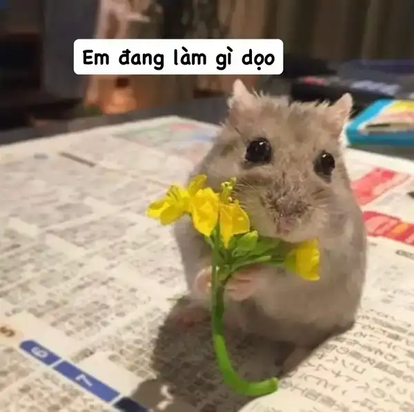 Meme Hamster tặng hoa