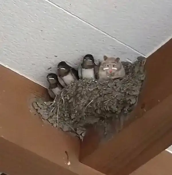 Meme Hamster trên tổ chim
