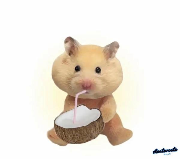 Meme Hamster uống nước dừa