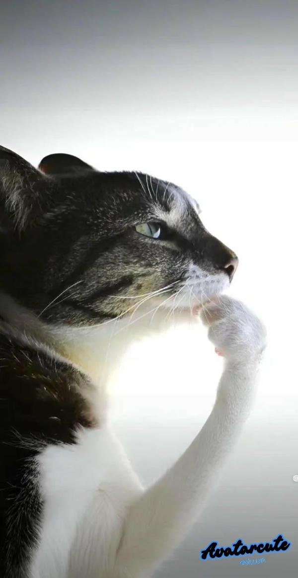 Meme hài mèo đang suy tư