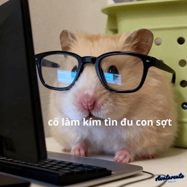 Meme hamster đi làm