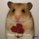 69 ý tưởng Meme Hamster cute, dễ thương cho bạn