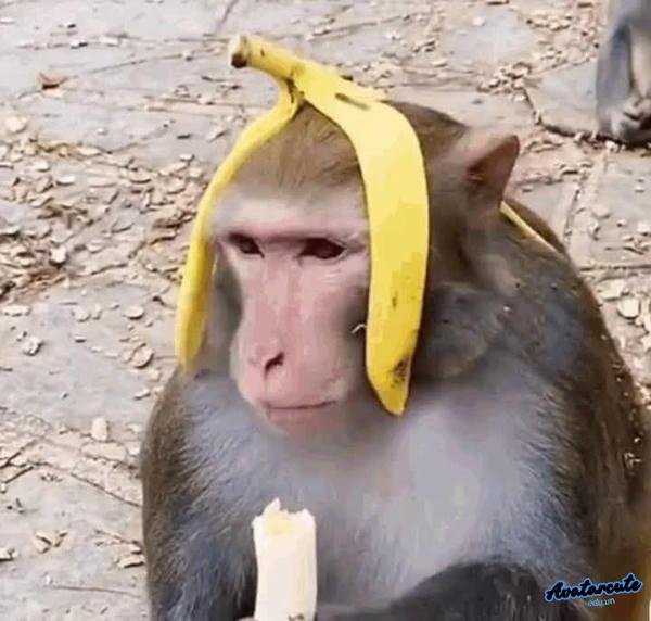 Meme hay khỉ ăn chuối