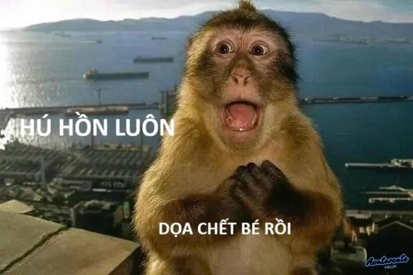 Meme khỉ hot