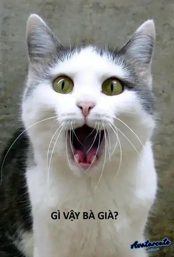 Meme meo ngạc nhiên