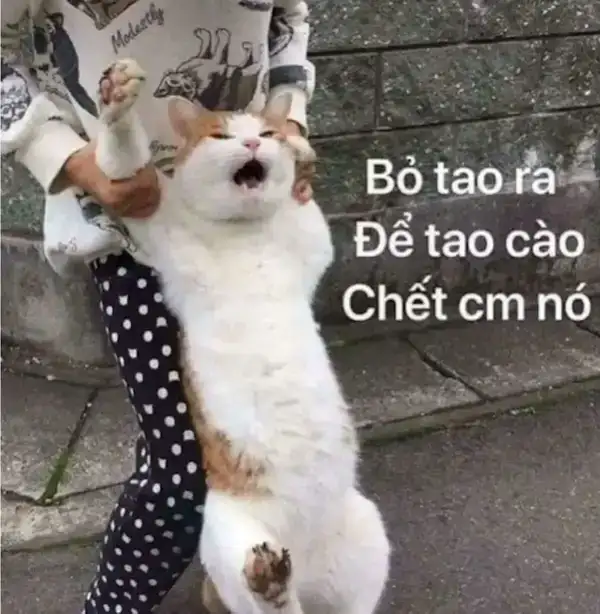 9999+ ảnh meme hài hước, hài bựa vui nhộn mới nhất