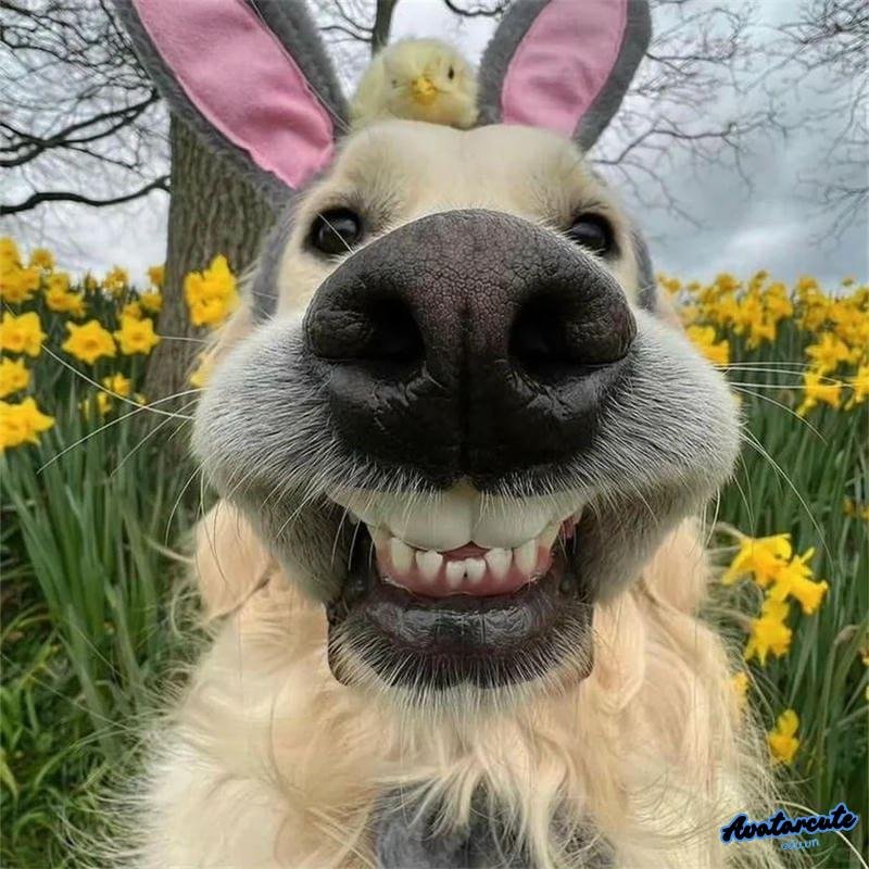 Ngắm avatar memes thu hút