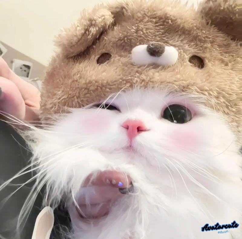 Ngắm avatar mèo miễn phí