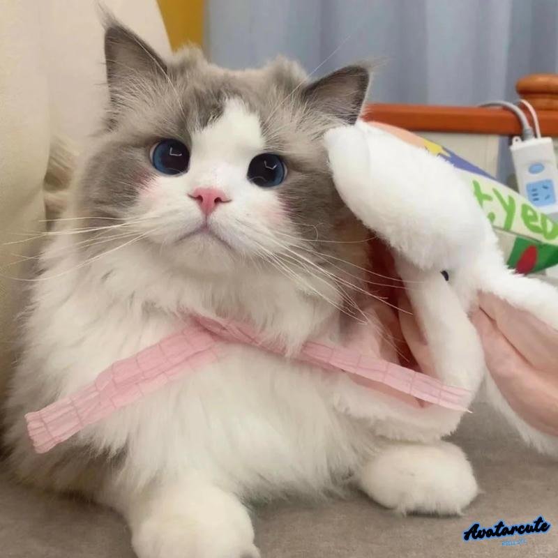 Ngắm avatar mèo mới nhất