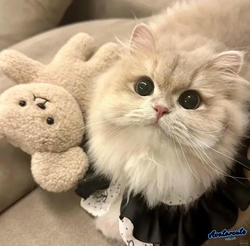 Ngắm bộ avatar mèo chất lượng cao