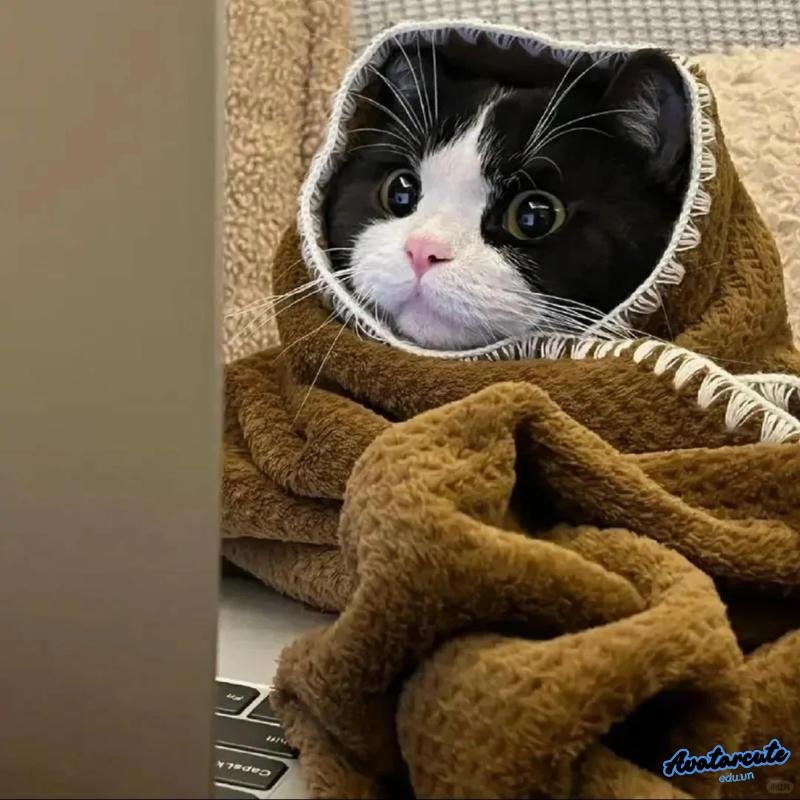 Tải ảnh avatar mèo độc quyền