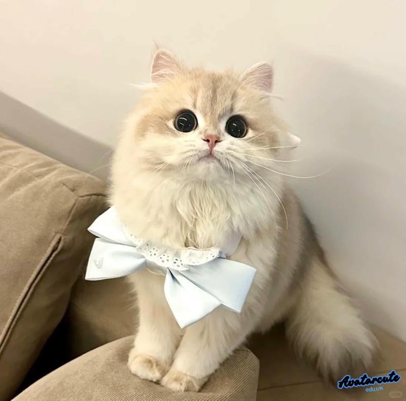 Tải avatar mèo mới