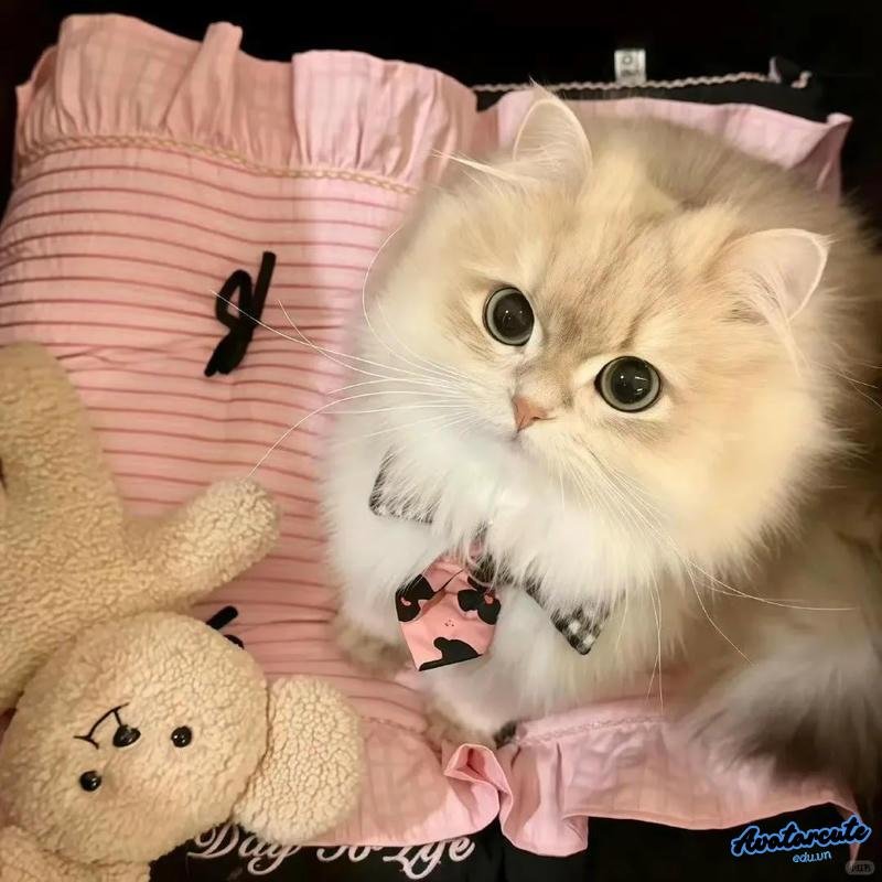 Tải bộ avatar mèo mới nhất