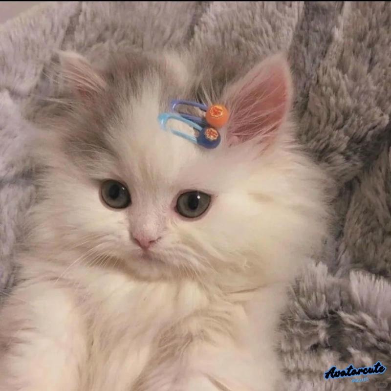 Tổng hợp avatar mèo chất lượng