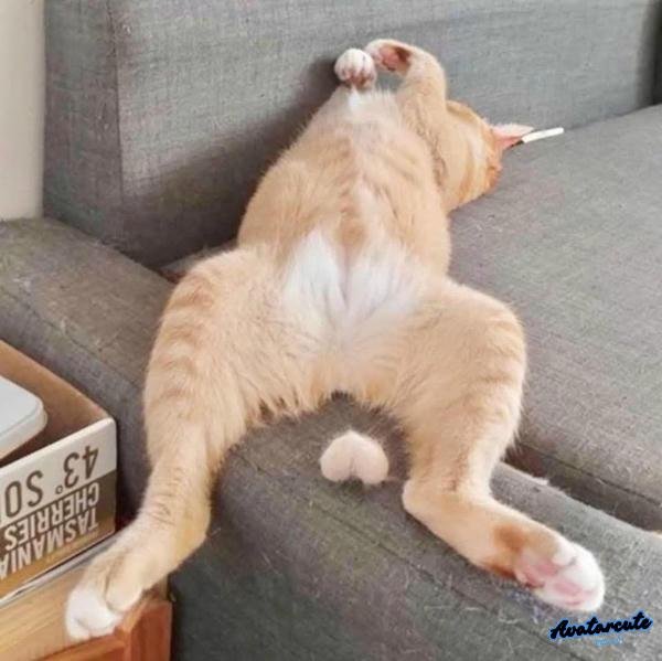 30+ Ảnh meme heart dễ thương, cute giành cho các bạn