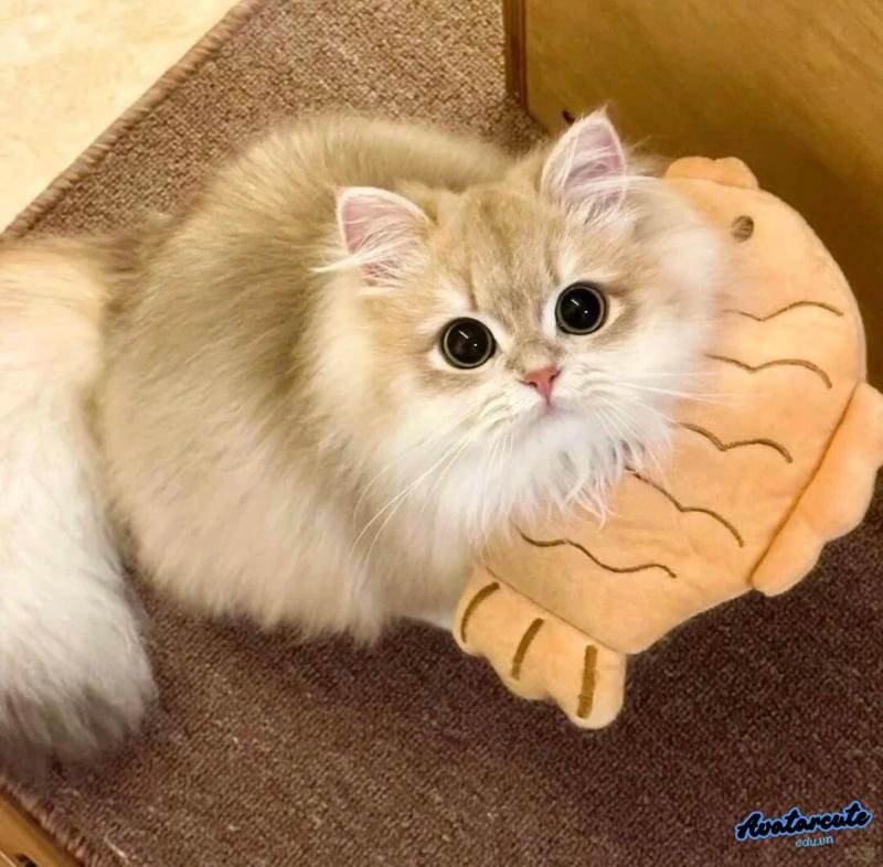 Xem avatar mèo đẹp