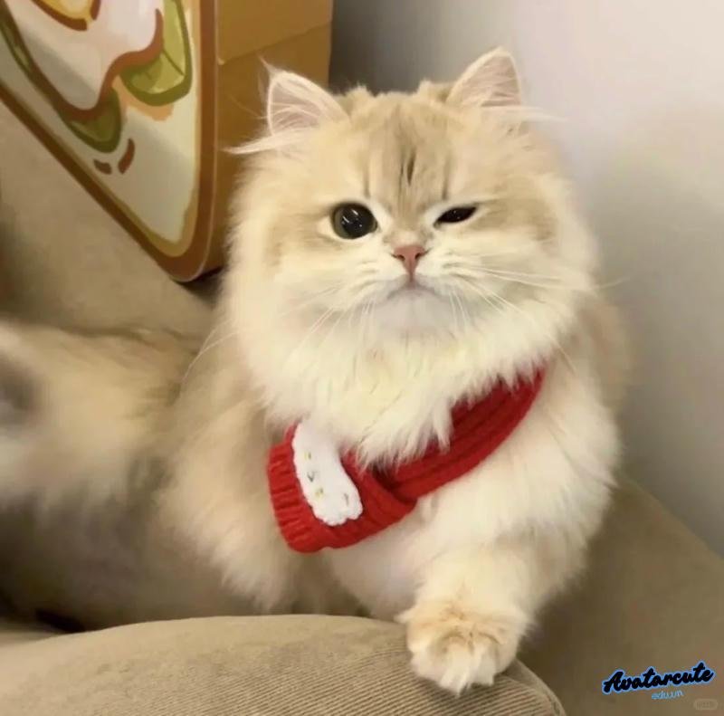 Xem bộ avatar mèo miễn phí