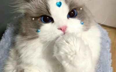 Xem hình avatar mèo chất lượng