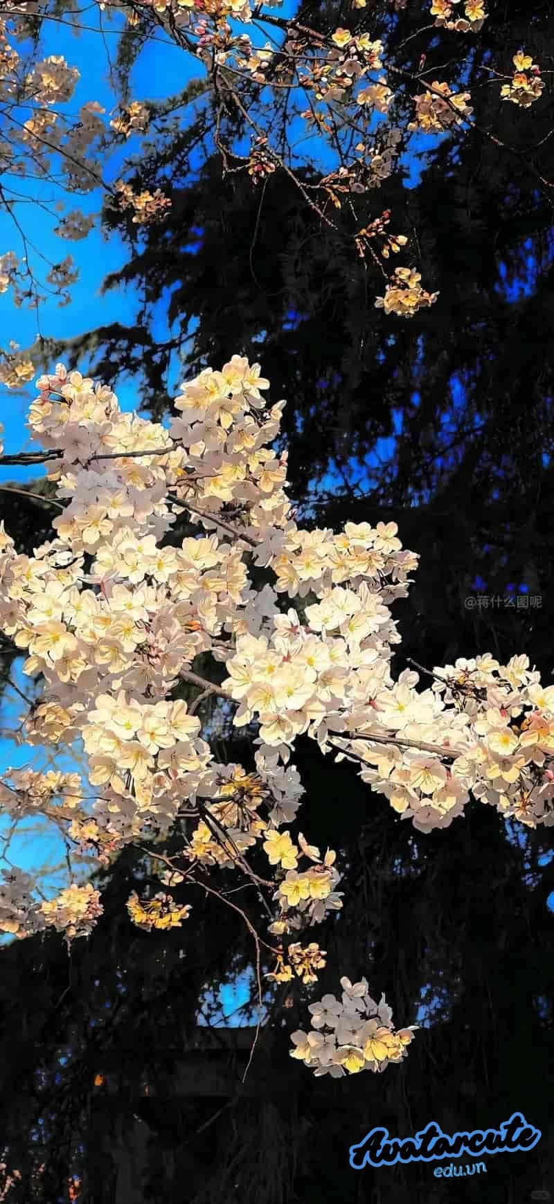 Xem hình nền 5D chất lượng