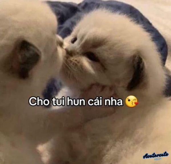 ảnh hôn troll chó